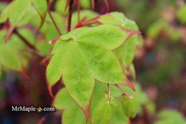 Acer palmatum  Tana  Japanese Maple Hot on Sale - Image 2