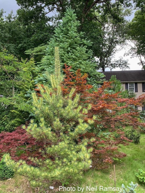 Pinus densiflora  Oculus Draconis  Eye of the Dragon Variegated Japanese Red Pine Online now - Image 3