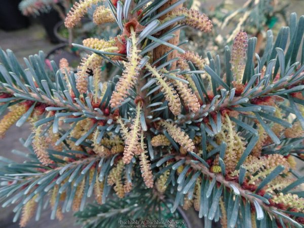 Abies veitchii  Glauca  Blue Fir Online Hot Sale