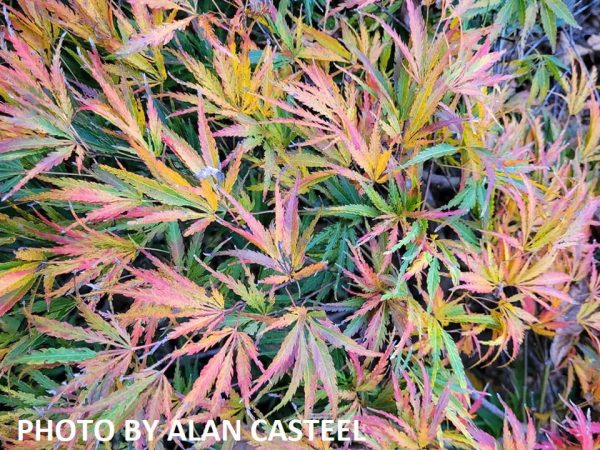 Acer palmatum  Midori-no-teiboku  Weeping Japanese Maple Fashion - Image 4