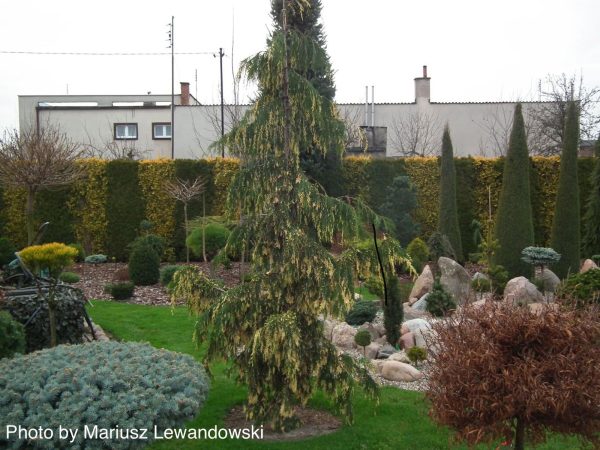 Chamaecyparis nootkatensis  Sparkling Arrow  Variegated Weeping Alaskan Cedar Supply - Image 5