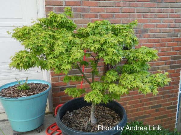 Acer palmatum  Lima Gold  Dwarf Japanese Maple Online - Image 3