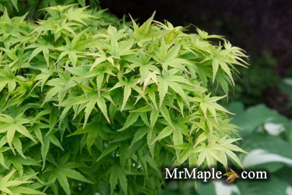 Acer palmatum  Lima Gold  Dwarf Japanese Maple Online - Image 2