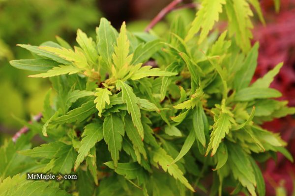 Acer palmatum  Case s Hagoromo Rose  Japanese Maple Online Hot Sale - Image 5