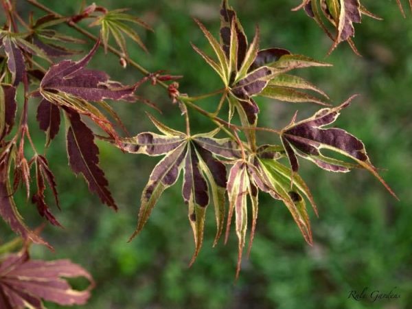 Acer palmatum  Manyo no sato  Japanese Maple on Sale - Image 4
