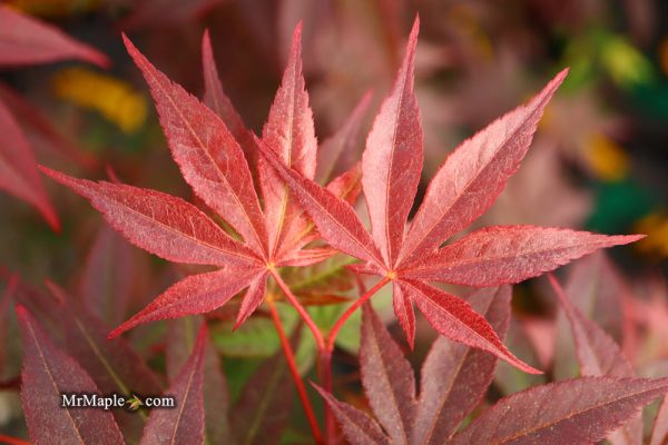 Acer palmatum  Emperor 1  Japanese Maple Tree For Sale - Image 3