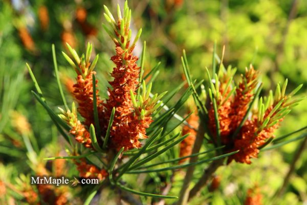 Pinus bungeana  Temple Gem  Chinese Lacebark Pine Tree Online now