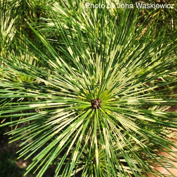Pinus densiflora  Oculus Draconis  Eye of the Dragon Variegated Japanese Red Pine Online now - Image 5