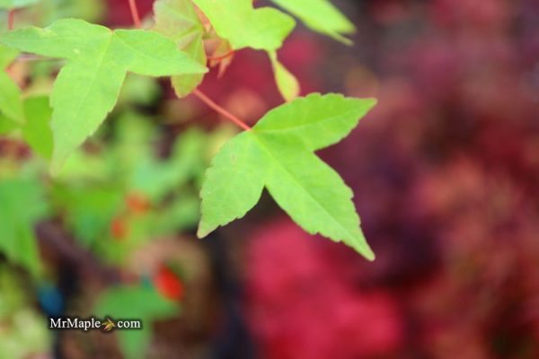 Acer buergerianum  Sliding Rock  Japanese Maple Online now - Image 4