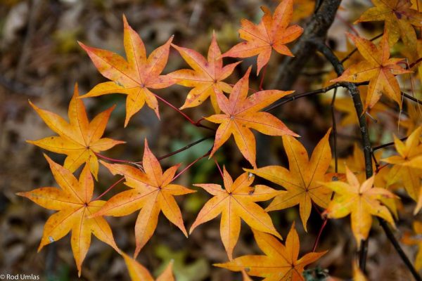 Acer palmatum  Tana  Japanese Maple Hot on Sale - Image 3