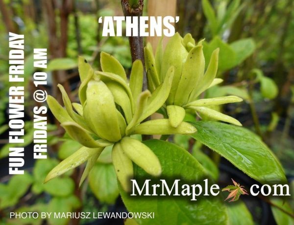 Calycanthus floridus  Athens  Sweet shrub Online - Image 4