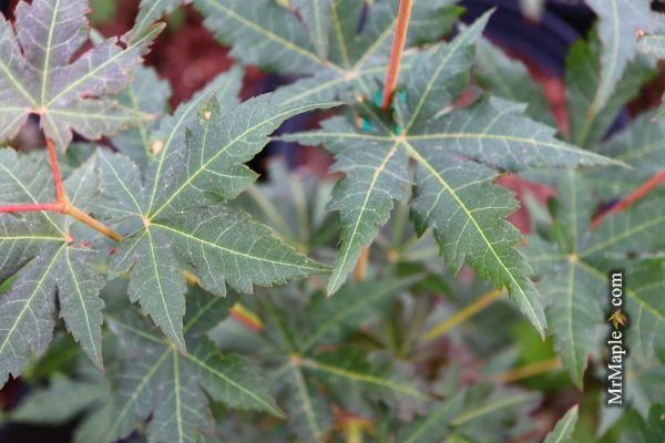 Acer pseudosieboldianum  Arctic Blaze  Rare Japanese Maple For Cheap - Image 4