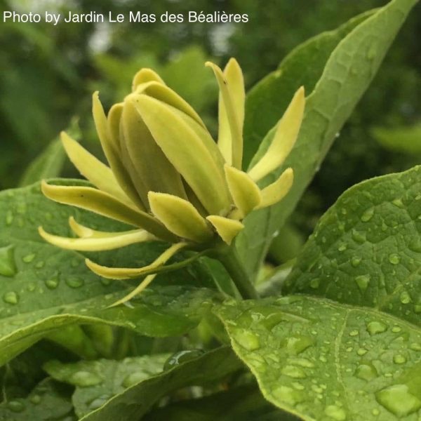 Calycanthus floridus  Athens  Sweet shrub Online