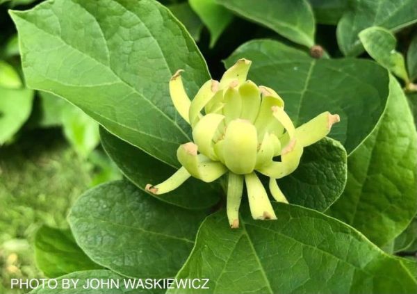 Calycanthus floridus  Athens  Sweet shrub Online - Image 3