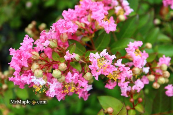 Lagerstroemia  Bellini®  Guava Pink Flowering Crepe Myrtle Online Hot Sale