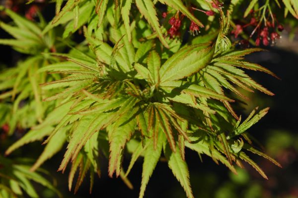 Acer palmatum  Lima Gold  Dwarf Japanese Maple Online - Image 5