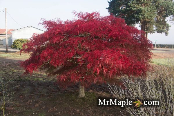 FOR PICK UP ONLY | Acer palmatum  Watnong  Japanese Maple | DOES NOT SHIP For Cheap - Image 4