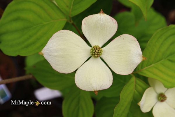 Cornus kousa  KF111-1’ Hyperion® Heavy Flowering Chinese Dogwood Supply - Image 2