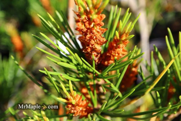Pinus bungeana  Temple Gem  Chinese Lacebark Pine Tree Online now - Image 5