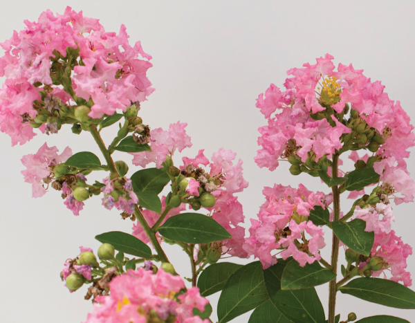 Lagerstroemia  Bellini®  Guava Pink Flowering Crepe Myrtle Online Hot Sale - Image 2