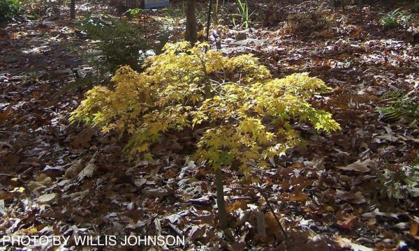 FOR PICKUP ONLY | Acer palmatum  Caperci Dwarf  Japanese Maple | DOES NOT SHIP Online now - Image 5