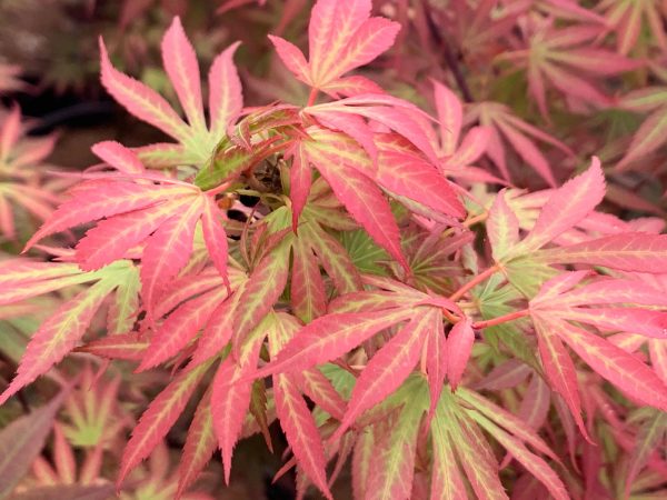 Acer palmatum  Elizabeth  Dwarf Red Japanese Maple Tree Online