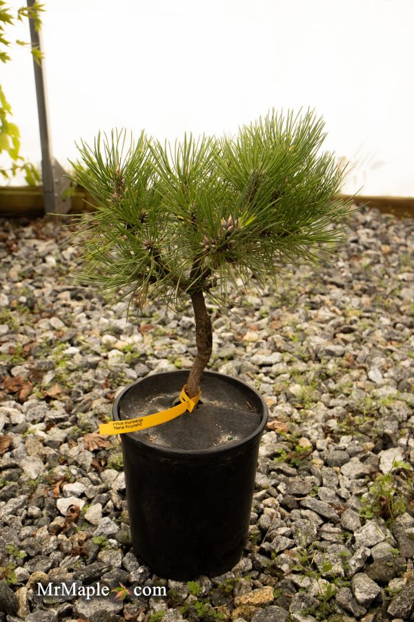 Pinus thunbergii  Nana Koyosho  Dwarf Japanese Black Pine Tree Online
