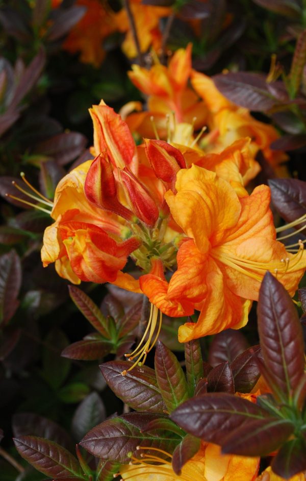Azalea  Klondyke’ Golden Flowers Deciduous Azalea Sale - Image 2