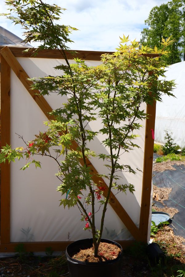 FOR PICKUP ONLY | Acer palmatum  Nebula  Variegated Japanese Maple | DOES NOT SHIP Hot on Sale - Image 2