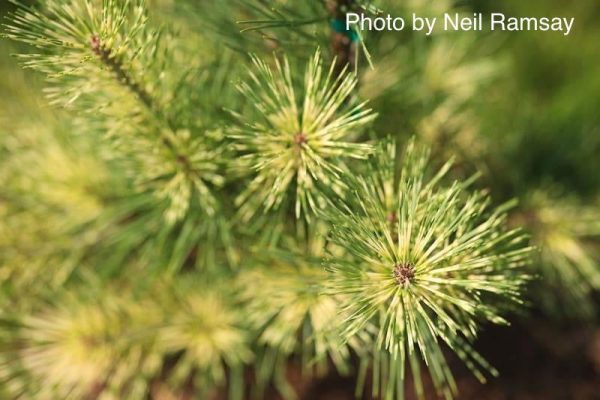 Pinus densiflora  Oculus Draconis  Eye of the Dragon Variegated Japanese Red Pine Online now - Image 4