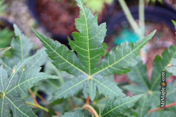 Acer pseudosieboldianum  Arctic Blaze  Rare Japanese Maple For Cheap - Image 2