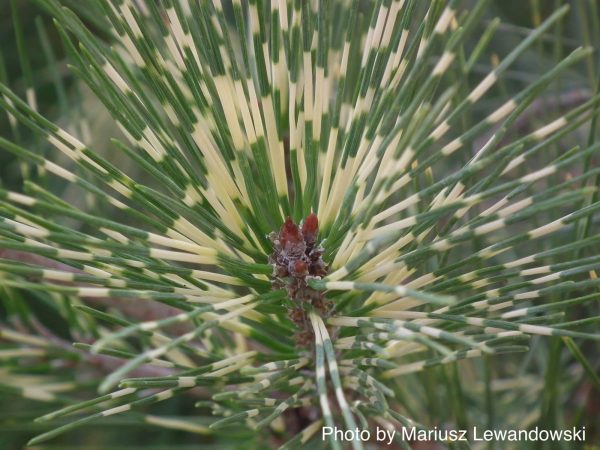 Pinus densiflora  Oculus Draconis  Eye of the Dragon Variegated Japanese Red Pine Online now