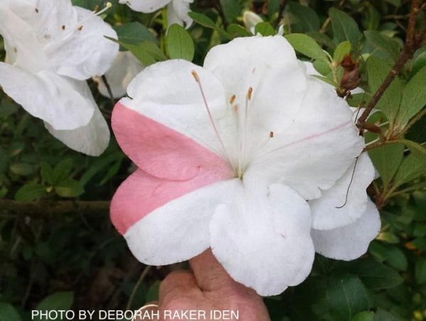 Azalea  Astronaut’ Holly Springs Variegated Satsuki Azalea For Cheap - Image 2