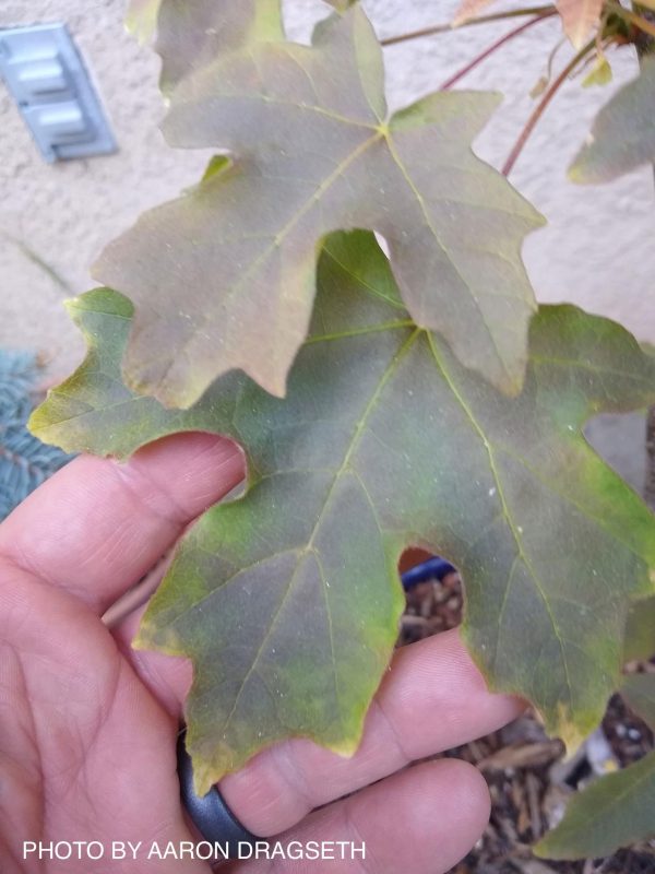 Acer macrophyllum  Mocha Rose  Japanese Maple on Sale - Image 5