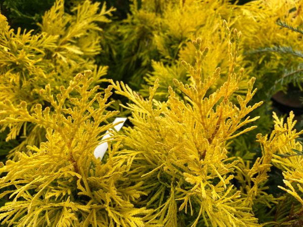 Thuja plicata  4Ever  Forever Goldy® Golden Western Red Cedar on Sale - Image 2