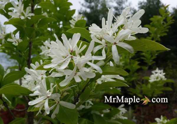 Chionanthus retusus  Tokyo Tower  Columnar Chinese Fringe Tree Sale