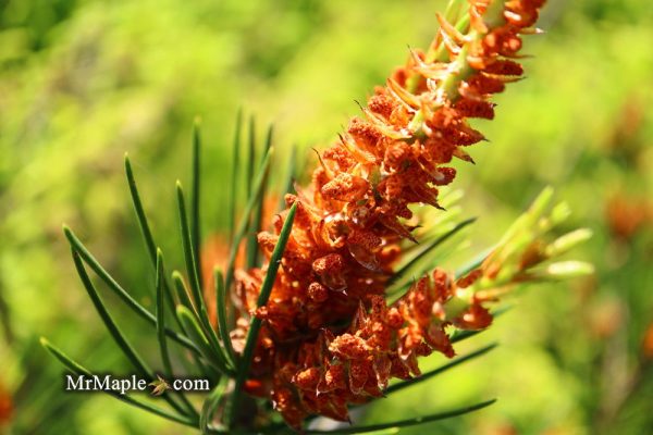 Pinus bungeana  Temple Gem  Chinese Lacebark Pine Tree Online now - Image 4