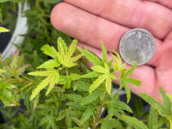Acer palmatum  Lima Gold  Dwarf Japanese Maple Online