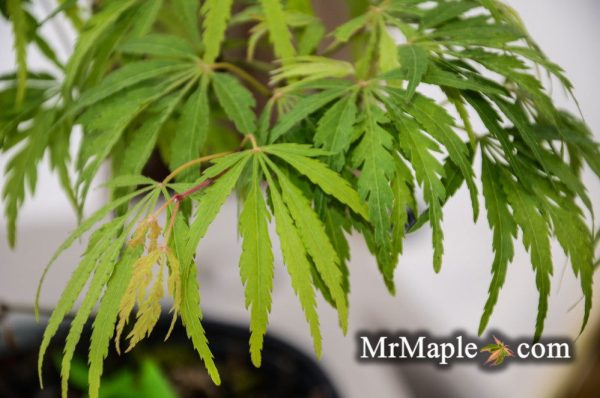 Acer palmatum  Midori-no-teiboku  Weeping Japanese Maple Fashion - Image 3