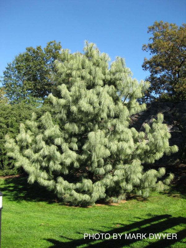 Pinus wallichiana  Zebrina  Himalayan Pine Tree Fashion - Image 5