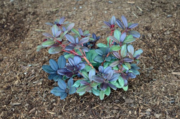 Rhododendron  Everred  Red Foliage Red Blooms For Sale - Image 2