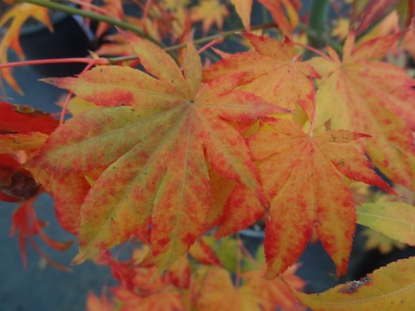 Acer palmatum  Ogi tsuma gaki  Purple Border Japanese Maple Online Hot Sale - Image 3