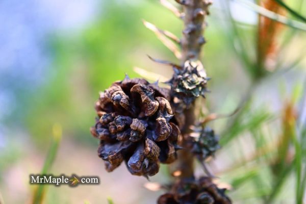 Pinus bungeana  Temple Gem  Chinese Lacebark Pine Tree Online now - Image 2