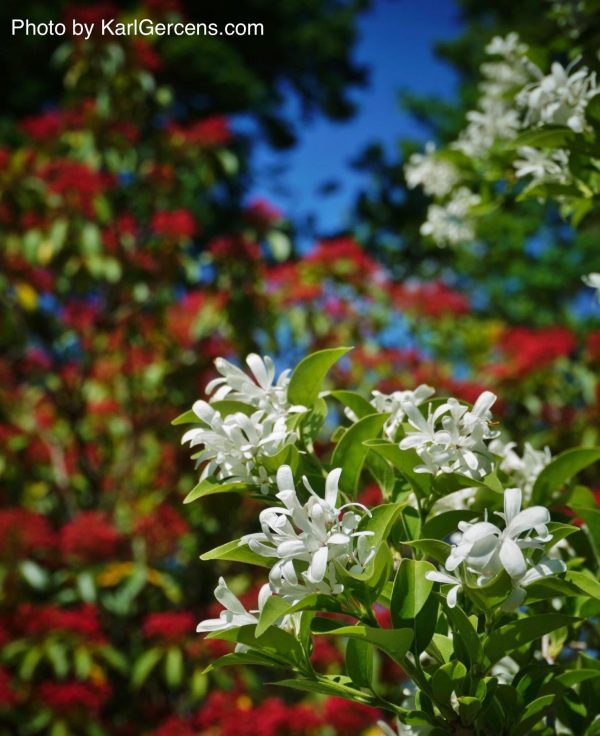 Chionanthus retusus  Tokyo Tower  Columnar Chinese Fringe Tree Sale - Image 3