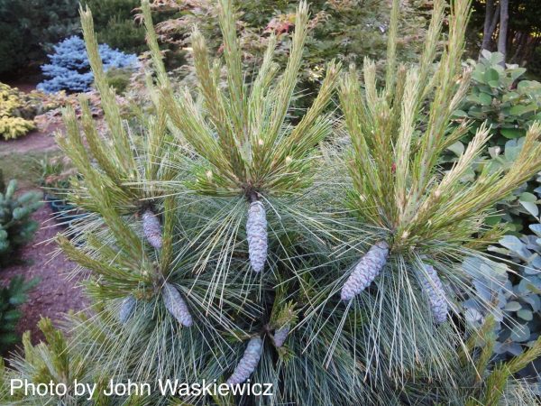 Pinus x schwerinii ‘Wiethorst  Schwerin’s Pine Tree For Discount - Image 4