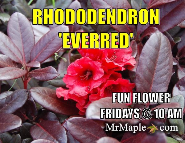 Rhododendron  Everred  Red Foliage Red Blooms For Sale - Image 3