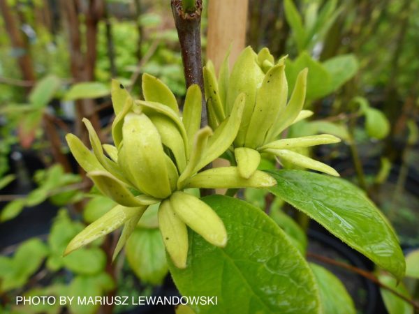 Calycanthus floridus  Athens  Sweet shrub Online - Image 2