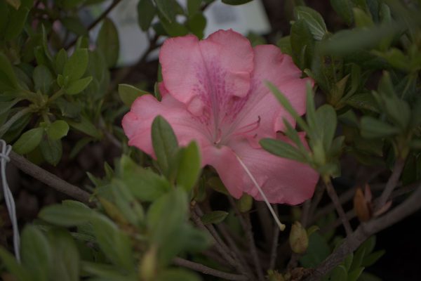 Azalea  Autumn Debutante ® Encore Azalea Online Sale - Image 2