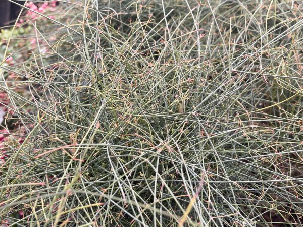 Nandina domestica capillus  Senbazuru  Heavenly Bamboo Online Sale