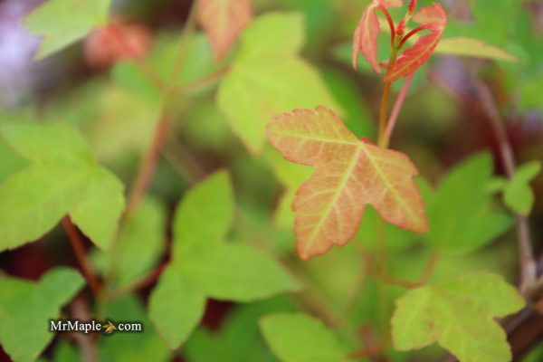 Acer buergerianum  Sliding Rock  Japanese Maple Online now